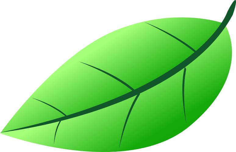 一片树叶