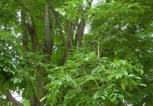 紫檀树 - 形态特征                 紫檀,又名:榈木,花榈木,蔷薇木