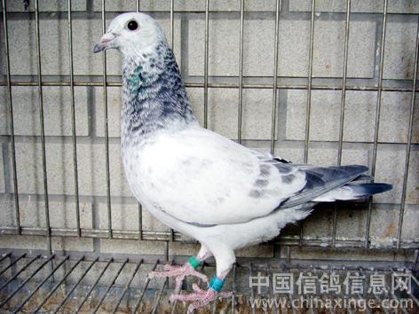 这样的苍白血统麒麟花配瓦灰或雨点会出这样的颜色吗几率多少会出瓦灰