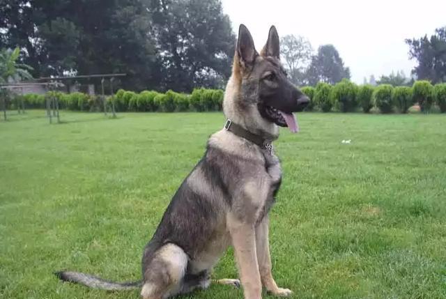 原创中国警界大骄傲―昆明犬