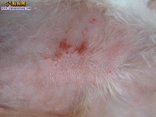【狗狗身上有螨虫图】
