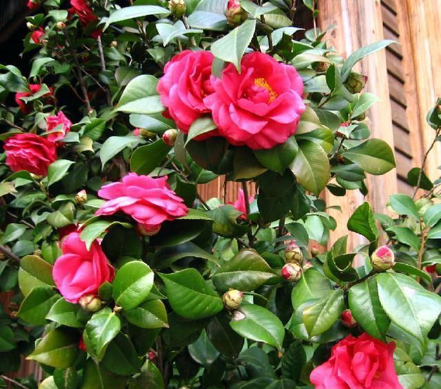 茶花娇滴滴的,养它要先熟悉习性,开花美艳艳