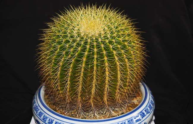 仙人球种类图片大全