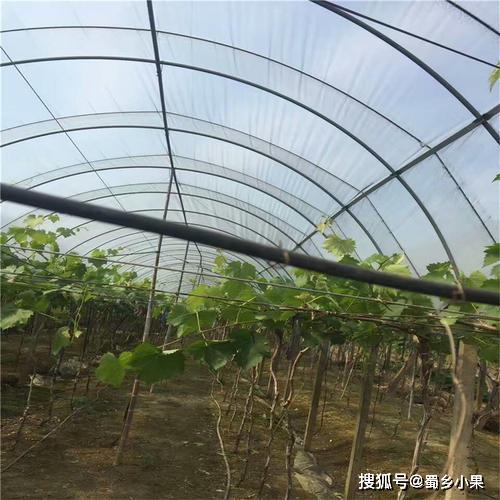 大棚避雨种植猕猴桃三,猕猴桃褐斑病该采用哪些防治方法才有效?1.