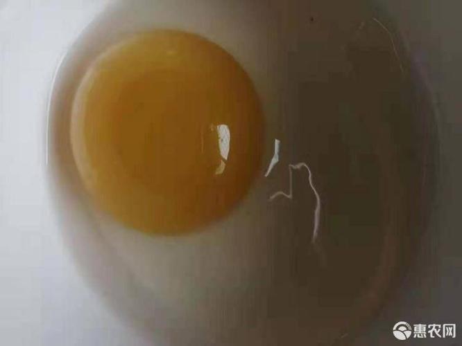 番鸭蛋(受精蛋) 可孵化 受精虑80%.