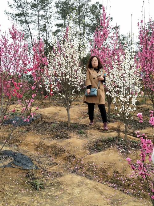 安州区乐兴镇百花园赏花.