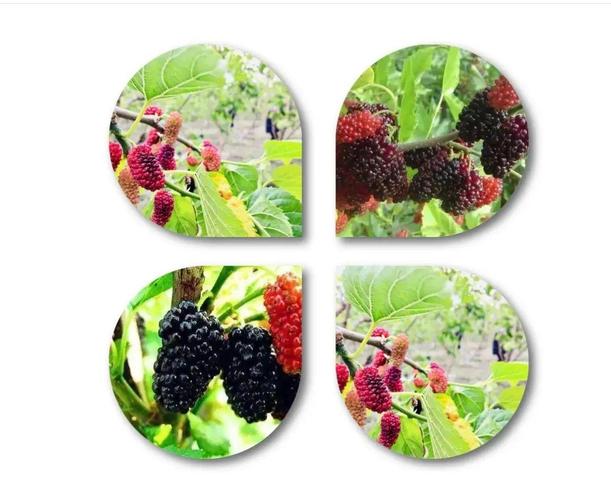 到神宫桥采摘桑葚啦!zhuan发免门票哟!