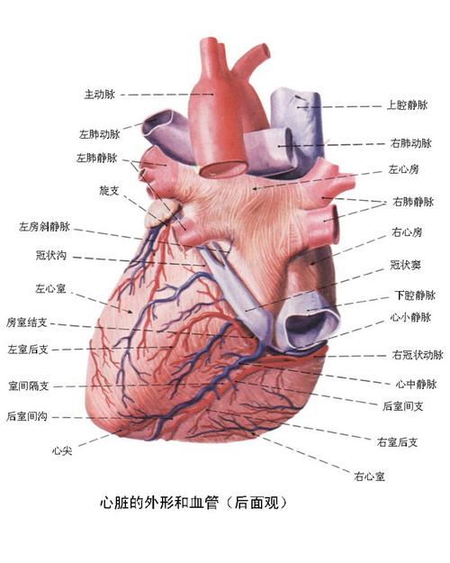 从中医的角度读心脏