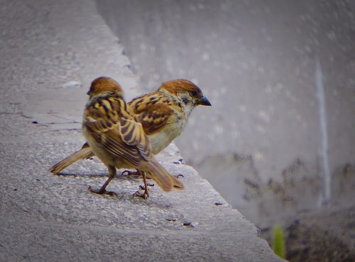 捡到一只小麻雀怎么养活