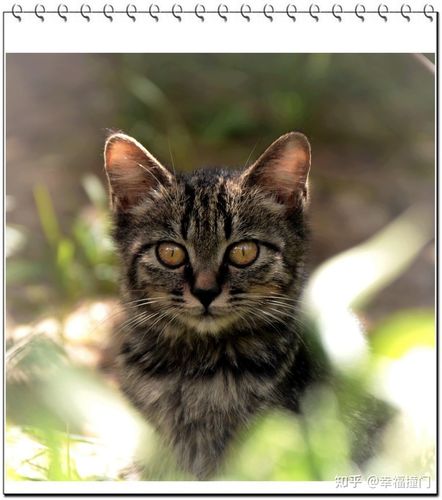 老挝的猫咪