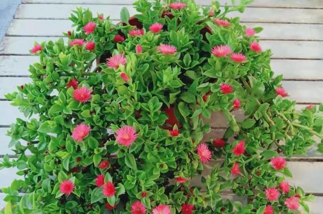 秋天养花选三七正合适新人盆栽给点水根茎叶长疯了