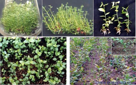 供应批发北陆蓝莓苗基地直销