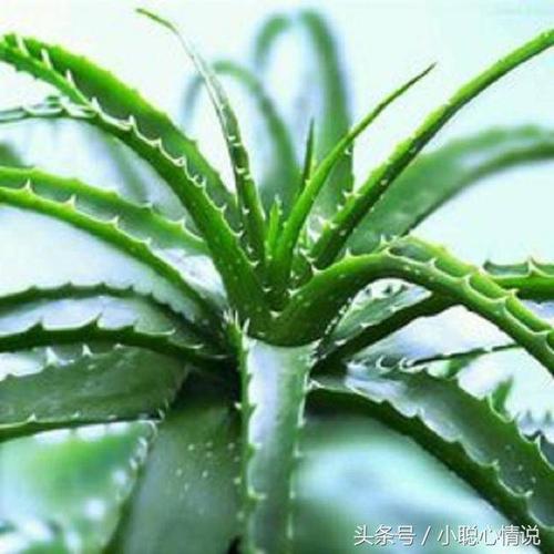 来看看芦荟究竟还有哪些功效吧!