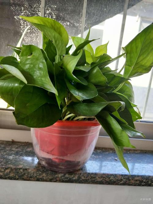 aa图片款懒人吸水盆绿萝02倩宝宝777