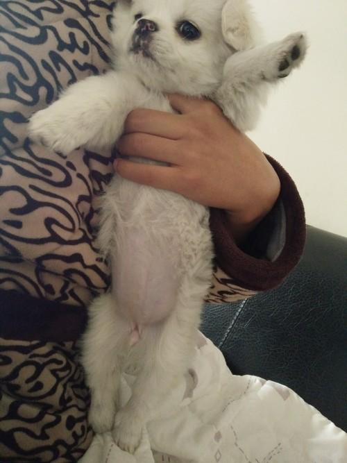 小狗狗怎样分辨公母