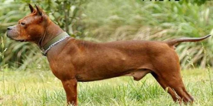  p>川东猎犬又称邻水狗,起源于四川东部邻水周边地区,性格外向,勇敢有