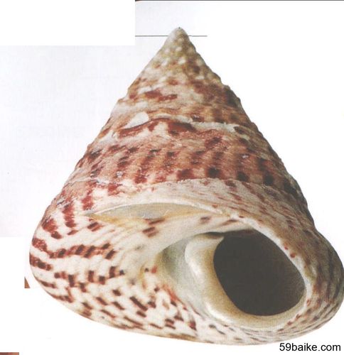 尖角马蹄螺