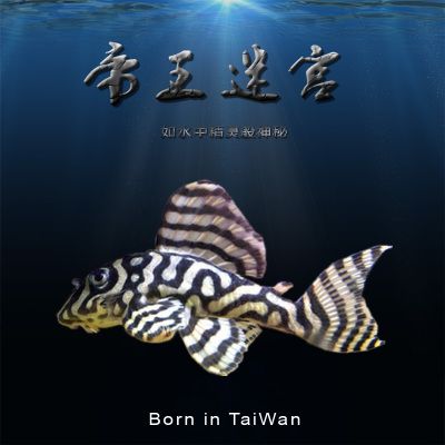 台系l333白金黄金帝王迷宫异型鱼 异形鱼活体 f3f4子代 青木鱼室