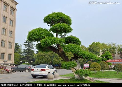 a-花园-造型树/盆景园