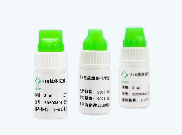 p16抗体试剂