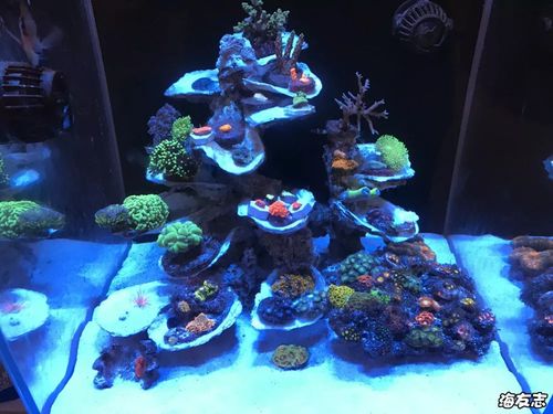 水泥混合菲律宾沙加粗盐造景,障眼法悬空景,生蚝壳多平台造景,到现在