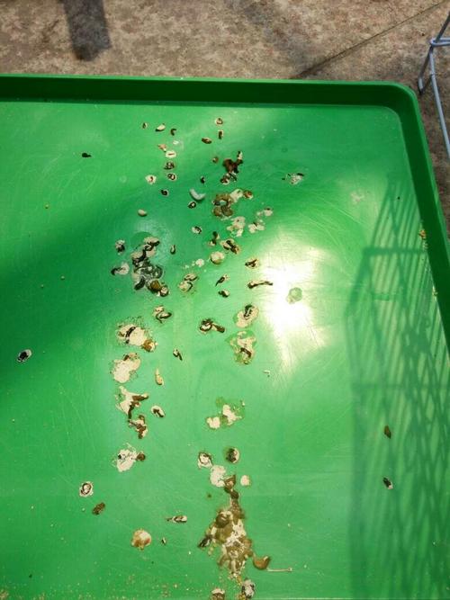 一对牡丹鹦鹉和一只虎皮鹦鹉的大便 以前都不是这样的