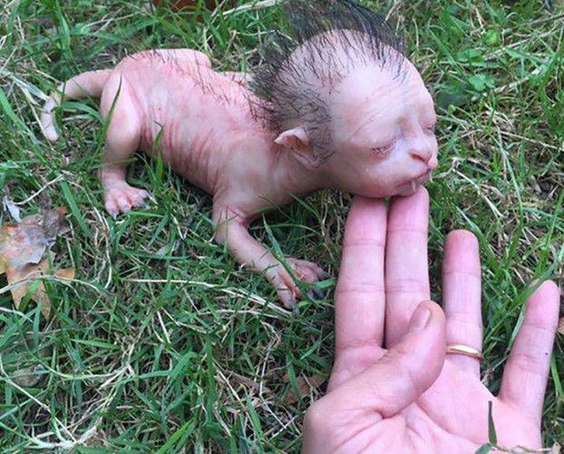 男子发现了一个神秘生物以为会轰动全球最后真相令人哭笑不得