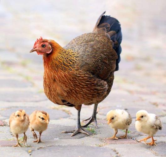 通过实物照片,对母鸡和小鸡的外形特征进行观察,概括,了解关于母鸡的