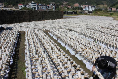  p>古田县食味珍农业开发有限公司成立于2015年,总部位于中国食用菌之