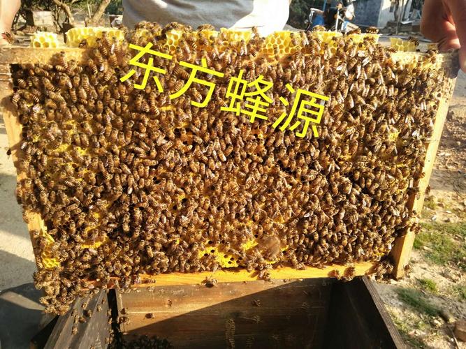 衡阳市 种蜂出售_中蜂蜂群出售_湖南蜂种现在中蜂多少钱一脾