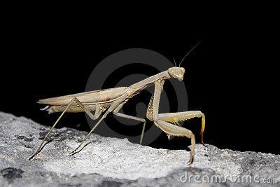 黑色螳螂的简笔画