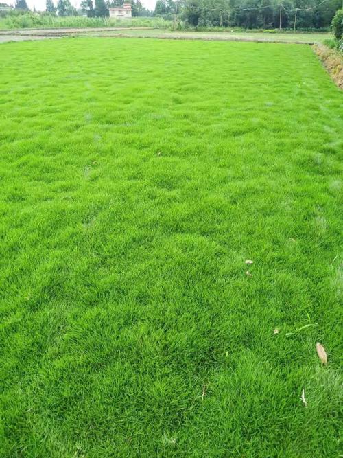 贵州西安大量草皮种植基地混播批发基地混播草坪价格