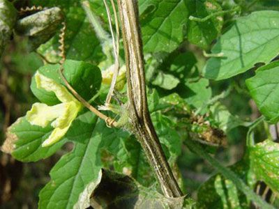精准防护苦瓜枯萎病的有效办法