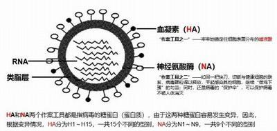 流感病毒结构示意图