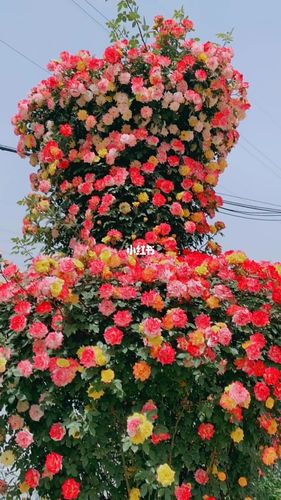 藤彩虹_月季_家居家装_家居装饰