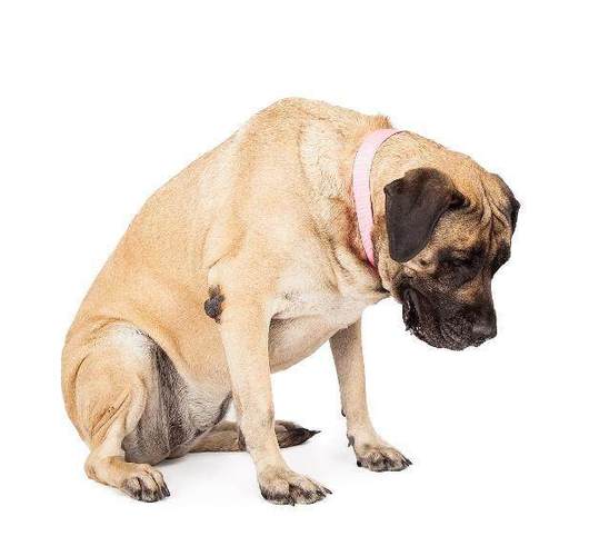 狗狗看见你之后为什么会马上趴下低头让人长见识了