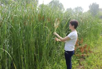 【识草辨药】你身边的中草药——蒲黄