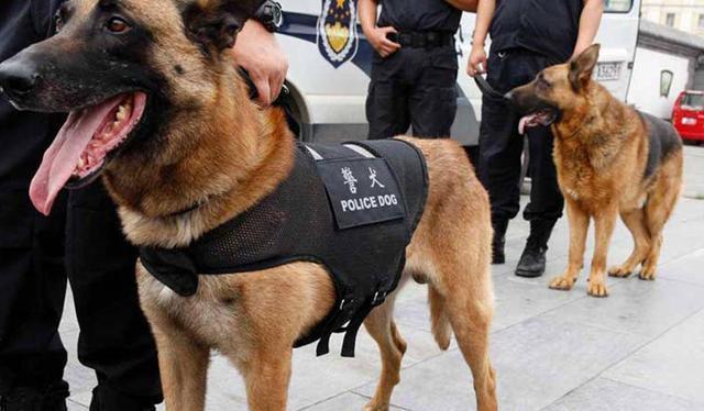 山东男子救下退役警犬1年后儿子被人贩子抢走警犬助其找回