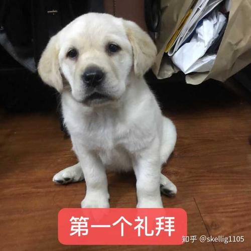我的拉布拉多怎么飞耳这么严重?