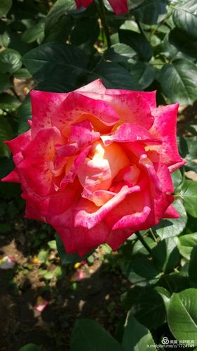 北京莲花池公园月季花盛开
