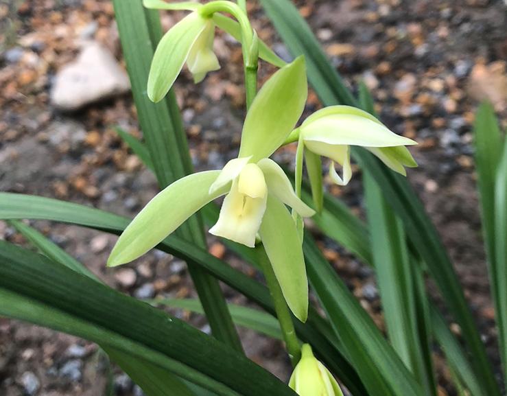 建兰里的素花:大凤素兰花,颜色纯正,香气浓,花茎达9厘米