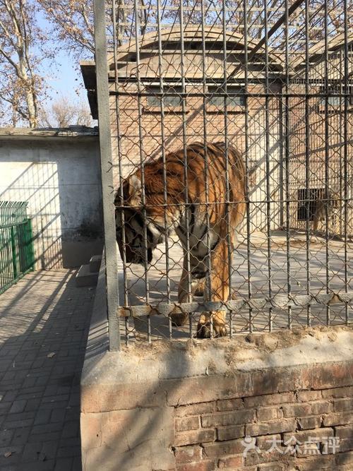 丛台公园动物园-图片-邯郸周边游-大众点评网