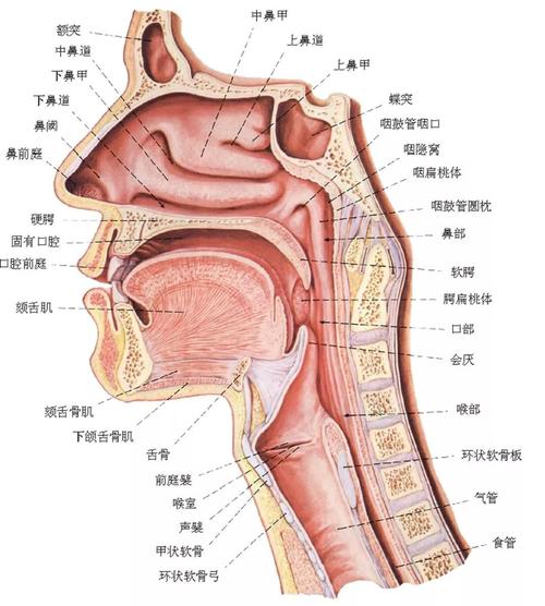 急性会厌炎的发作原因