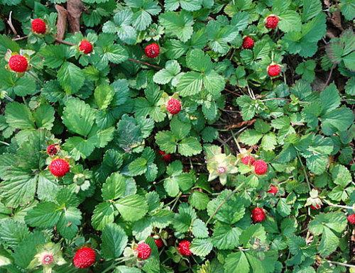 蛇莓|供应山东优惠的蛇莓