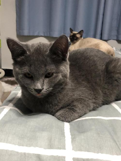 蓝猫串暹罗长成了表情包