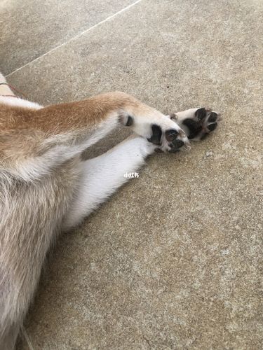 柴犬的大汗脚_柴犬_宠物_狗