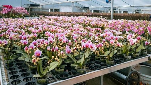 靓花多,美食正!南海乡村游走起,入田买蝴蝶兰,年桔,兰花,桃花