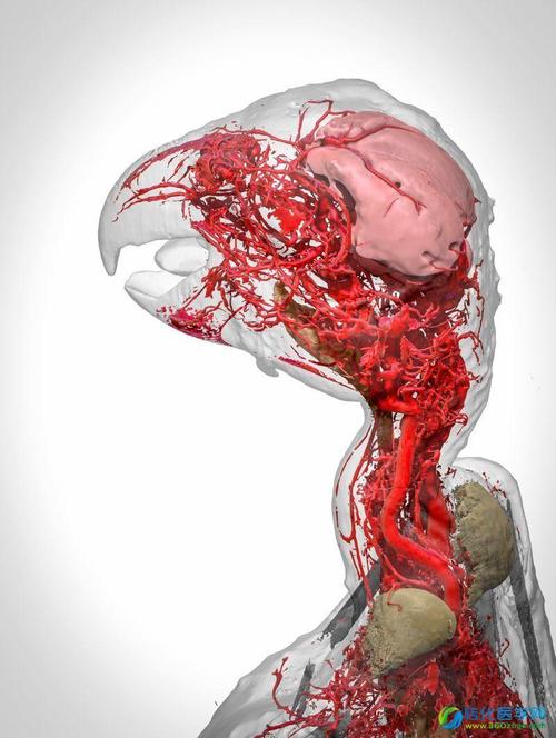 blood vessels of an african grey parrot(非洲灰色鹦鹉的血管)
