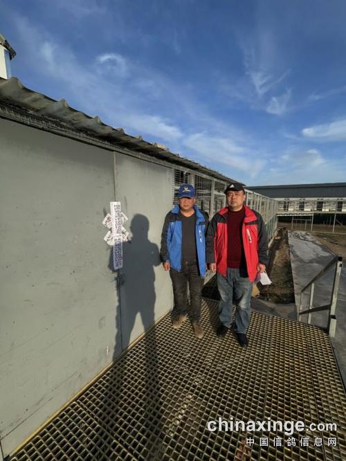 陕西扶眉赛鸽公棚第二关裁判驻棚