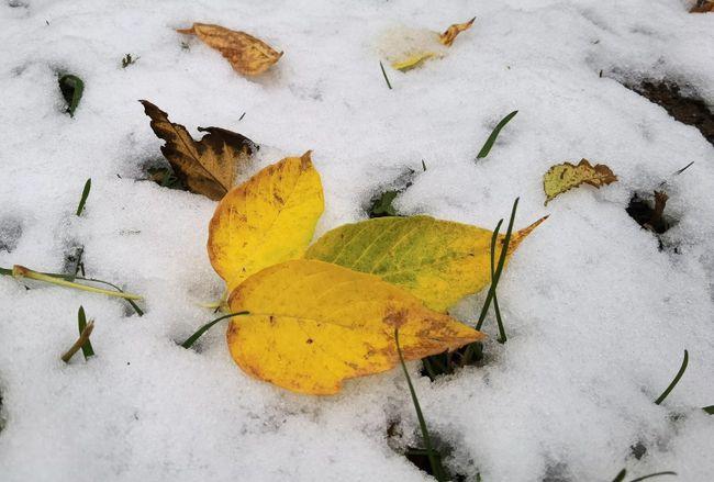 内蒙古呼伦贝尔迎雨雪天气